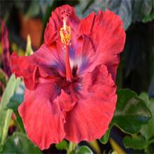 300 hibiscos de alta calidad crean un vibrante jardín en casa - un jardín tradicional que florece con flores exóticas. - 300 unidades - Ver 10