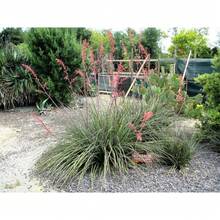 1000 Semillas de Yucca Hesperaloe Parviflora (Flor del Colibrí Rojo) - Opción 1 - Ver 4
