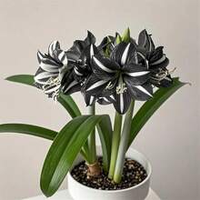 Amarilis que florecen todo el año, plantas perennes resistentes, hermosas flores anuales para exteriores que crean un jardín impresionante. - Variante 1 - Ver 1