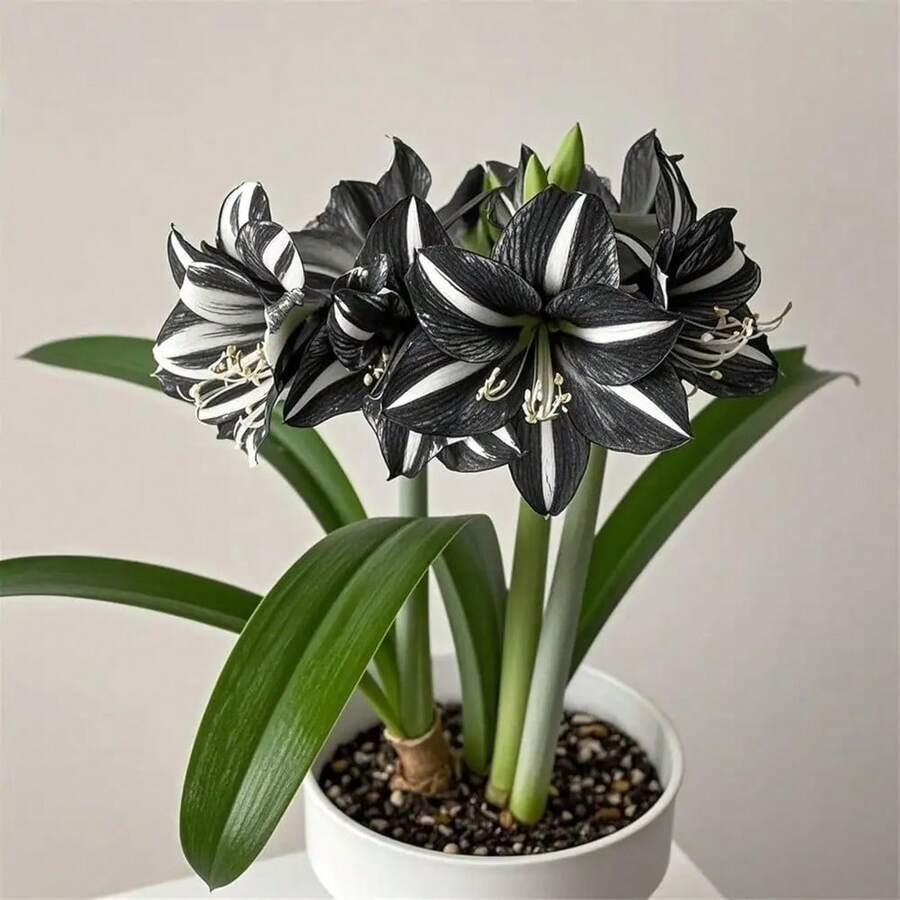 Amarilis que florecen todo el año, plantas perennes resistentes, hermosas flores anuales para exteriores que crean un jardín impresionante. - Variante 1 - Ver 1