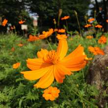 Sementes de flores - Ver 3