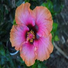 300 hibiscos de alta calidad crean un vibrante jardín en casa - un jardín tradicional que florece con flores exóticas. - 300 unidades - Ver 4