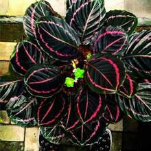 Live Plants - Variant 1 - View 1