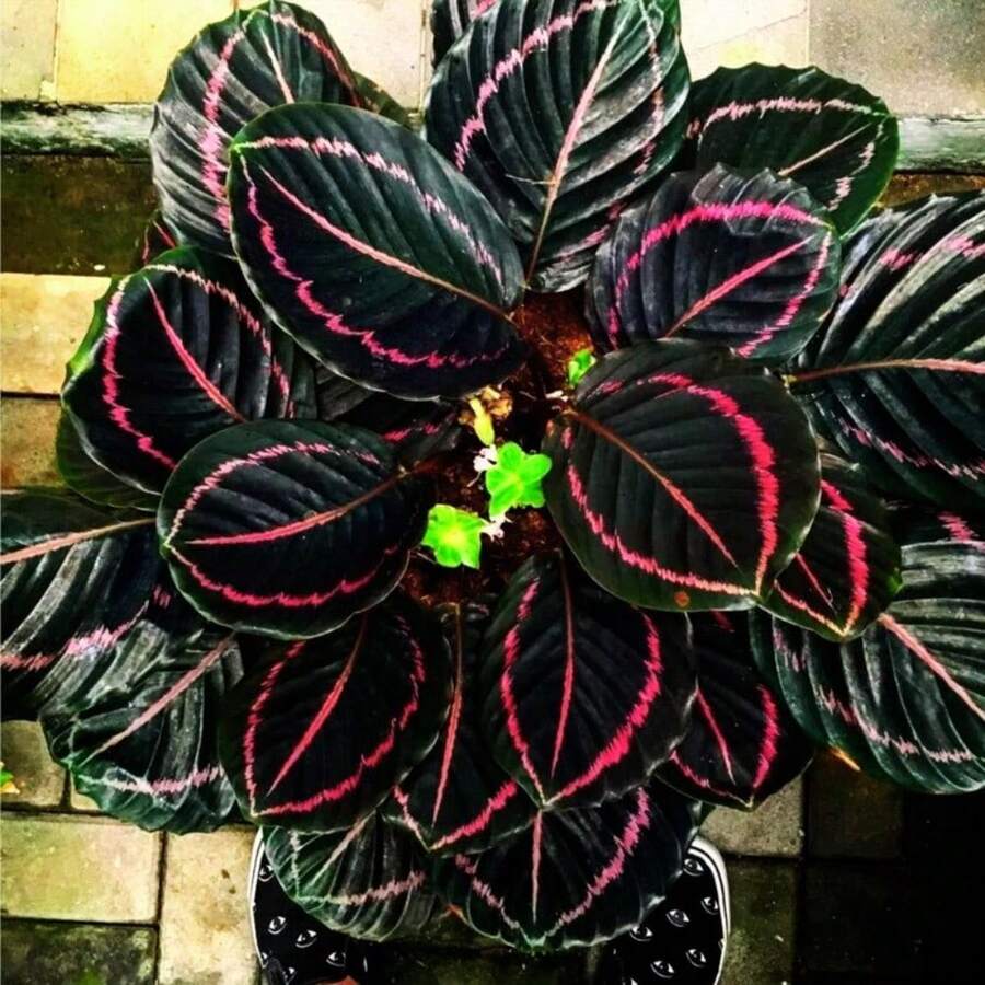 Live Plants - Variant 1 - View 1