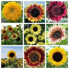 Flower Seeds - View 3
