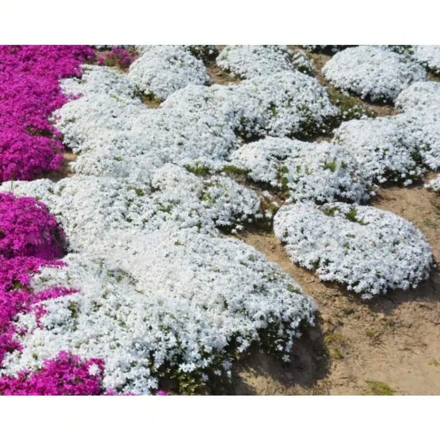 THYME S de colores mixtos, se pueden colocar en jardines rocallosos y patios, y también se pueden usar como materiales para arreglos florales. - SEMILLAS DE TOMILLO 3000-6 - Ver 1