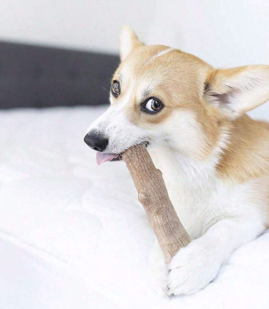 Dogwood Dog Chew Toy – Real-Wood Blend, Natural Taste And Texture, Ideal For Moderate Chewers, Small Size 5.4" - 山茱萸(棕色) - 查看 1