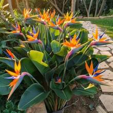 Flower Seeds - View 2