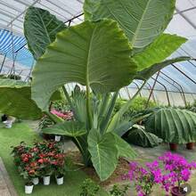 Hermosas flores gigantes de patata holandesa - plantas perennes tolerantes a la sequía - semillas de flores para sembrar - plantas únicas para jardines domésticos - plantas vivas para plantar - 100 - Ver 4
