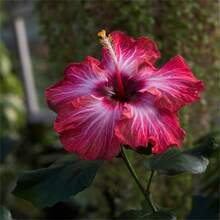 300 hibiscos de alta calidad crean un vibrante jardín en casa - un jardín tradicional que florece con flores exóticas. - 300 unidades - Ver 2
