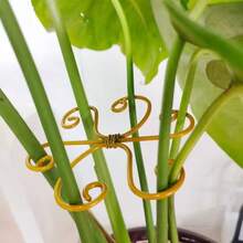 Khung đỡ cây leo hình hoa bằng kim loại, kẹp cố định dây leo, thúc đẩy sự phát triển của cây. - 1 cái - Xem 7