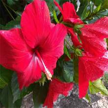 300 hibiscos de alta calidad crean un vibrante jardín en casa - un jardín tradicional que florece con flores exóticas. - 300 unidades - Ver 1