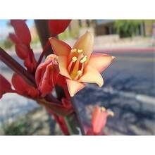 1000 Semillas de Yucca Hesperaloe Parviflora (Flor del Colibrí Rojo) - Opción 1 - Ver 10