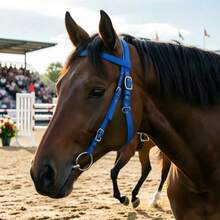 Blue Solid Color Padded Nylon Horse Halter, Double-Layer Design, Suitable For Equestrian Competitions And Daily Riding Training - Blue - View 4