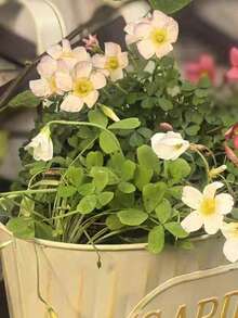 2/1個鐵製花盆,可懸掛且易於移動。適合種植多肉植物、小型盆栽植物、季節性花卉如草莓,也可用於展示人造植物。適合花園、露台和房間裝飾。 - 隨機款式 - 查看 8