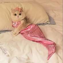 美人鱼服装趣味宠物狗猫衣服角色扮演服装拍照 - 彩色 - 查看 8