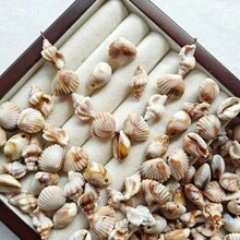 25/52个亚克力贝壳，图案独特，DIY手工材料，可用于制作手链、项链、耳环、珠宝配件、鱼缸装饰，经久耐用 - 彩色 - 查看 2