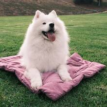 HAZOOWILL Foldable Portable Small/Medium Dog & Cat Bed, Suitable For Pets Under 77lbs, Lightweight For Outdoor Travel, Picnic, Sofa Pet Mat - Multicolor - View 4