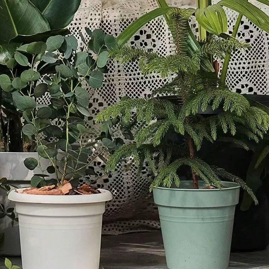 多肉植物种植盆、塑料营养土盆、加厚盆、多肉植物盆、室内阳台花卉蔬菜种植塑料花盆、幼苗培育、家庭园艺、郁金香、玫瑰、百合、绿植种植户外花盆、户外种植箱