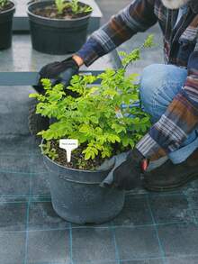50pcs White Plant Labels, T-Type Plastic Plant Markers, Gardening Decor Tools, Waterproof, Reusable, Suitable For Planting Pots And Flower Pots Labels, Greenhouse Indoor/Outdoor Gardening Decor, Gardening Vegetables And Flowers Planting, Essential Gardening Accessories - A - View 7