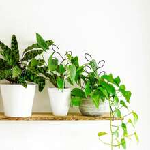 2 pièces Grille d'escalade de plante, support de plante en pot d'extérieur, support de fleur créatif, treillis de vigne, support de fleur de plante - A - Voir 3