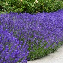 Semillas de lavanda, semillas para plantar y decorar jardines, semillas de flores para exteriores, semillas de plantas, semillas de frutas y semillas de vegetales, adecuadas para amantes de las plantas como un regalo de la naturaleza. - 100 unidades/semilla - Ver 6