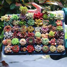 50 piezas de suculentas surtidas con raíces, colecciones de semillas de suculentas para principiantes en suculentas, amantes del jardín, proyectos de bricolaje, recuerdos de boda con al menos 10 variedades diferentes.Jardín - 50 piezas con 10 variedades - Ver 4