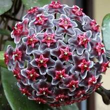 Local Depot Hybrid Tiger Tail - Árbol de Cera de Porcelana, 200 Semillas de Verbenaceae Resistentes, Plantas de Interior con Flores, Flores de Aroma Dulce, Blanco, Rosa, Amarillo, Verde, Jardín Decorativo, Variedad Genética Antigua - paquete de 500 - Ver 2