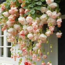 Semillas de flores colgantes para plantas - Plantas trepadoras fáciles de cultivar, plantación de temporada, siembra, plantas de interior y exterior, semillas - 110 unidades/semillas - Ver 11