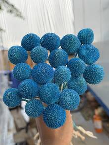 10/20/30 Stücke Natürliche lebensechte getrocknete Craspedia Blumenstrauß - glasartige Schneeball Blumen, leuchtend gelbe kugelförmige Blüten, geeignet für DIY, Hochzeiten & Heimdekoration, haltbarer Mittelpunkt, von rustikaler bis moderner Floristik - Himmelblauer Goldball - Übersicht 3