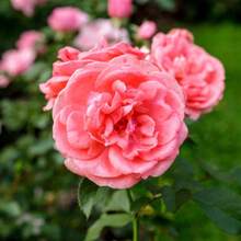 167 semillas de rosas para plantar en el jardín - 167 piezas - Ver 3
