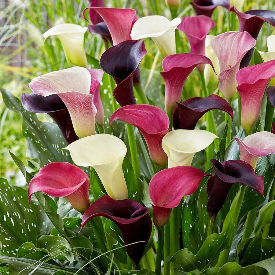 Semillas de Flores Karali, Hermosas Flores, Plantación al Aire Libre, Decoración de Jardín - 100 piezas/semilla - Ver 1