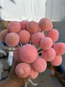 10/20/30支装仿真天然干金槌花花束 - 玻璃般晶莹剔透的雪球花，鲜艳的黄色球状花朵，适合DIY、婚礼和家居装饰，经久耐用，可作中心装饰品，风格从乡村到现代皆宜。 - 粉紅色黃金球 - 查看 3