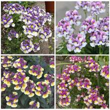 Sementes de flores - Ver 2