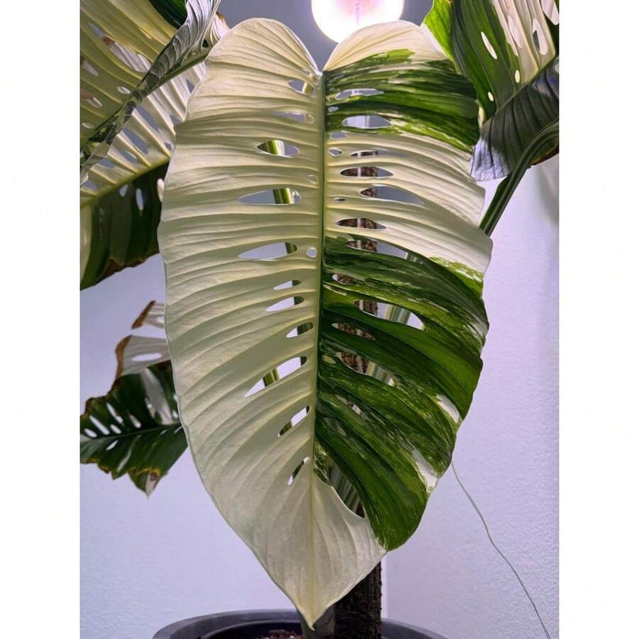 Live Plants - 200粒種子 - 查看 1