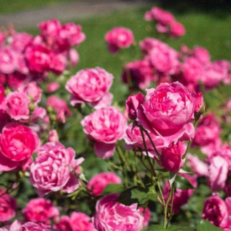 167 semillas de rosas para plantar en el jardín - 167 piezas - Ver 1