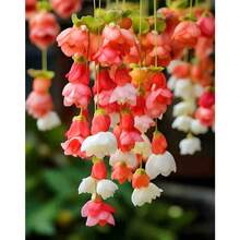 Semillas de flores colgantes para plantas - Plantas trepadoras fáciles de cultivar, plantación de temporada, siembra, plantas de interior y exterior, semillas - 110 unidades/semillas - Ver 2