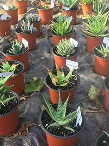 50个白色T型植物标签，花园植物标记，防水户外园艺植物标签，适用于盆栽植物 - 多色 - 查看 7
