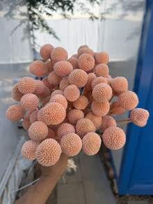 10/20/30支装仿真天然干金槌花花束 - 晶莹剔透的雪球花，鲜艳的黄色球状花朵，适合DIY手工、婚礼和家居装饰，经久耐用，可作中心装饰品，风格从乡村到现代皆宜。 - 櫻花粉黃金球 - 查看 2