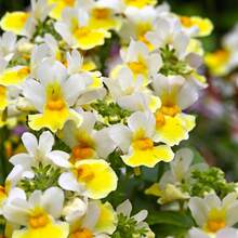 Sementes de flores - Ver 4