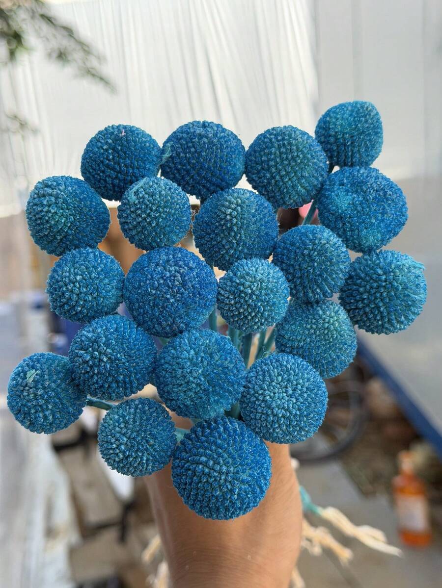 10/20/30 Stücke Natürliche lebensechte getrocknete Craspedia Blumenstrauß - glasartige Schneeball Blumen, leuchtend gelbe kugelförmige Blüten, geeignet für DIY, Hochzeiten & Heimdekoration, haltbarer Mittelpunkt, von rustikaler bis moderner Floristik - Himmelblauer Goldball - Übersicht 1