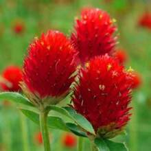 50 Semillas de Amaranto Globo 'Strawberry Fields' - Variante 1 - Ver 3
