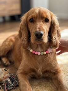 Cute Multicolor Pet Silicone Bead Collar Necklace, Peach Cream Multicolor Dog Collar, Cat Flower Cute Necklace, Flower Silicone Bead Beaded Dog Necklace, 3D Flower Silicone Bead Pet Necklace, Pet Birthday Gift, Pet Photography Prop, Pet Cute Necklace Pet Accessories, Pet Supplies - Multicolor - View 3