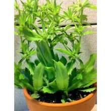 Culantro Herb Eryngium Foetidum Recao Edible Latin Cuisine Spice Seed 200 Seeds - As Pic - View 1