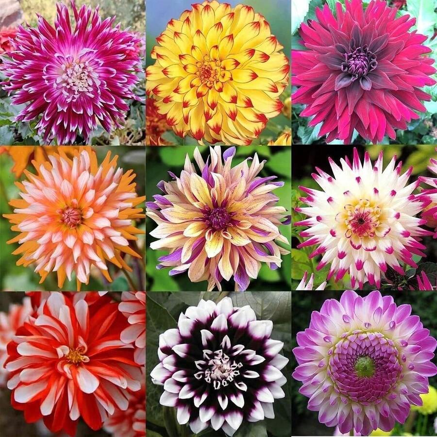 178 semillas de flores grandes de alta calidad: diversas variedades de bulbos adecuadas para jardinería interior y exterior, con flores coloridas - 178 - Ver 1