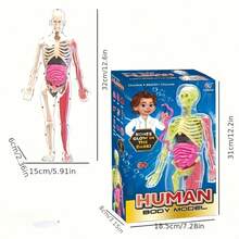 30 st mänskliga skelettmodell, anatomimodell, vetenskapligt experiment benorgan medicinskt undervisningsverktyg - orgelmodell - Visa 9