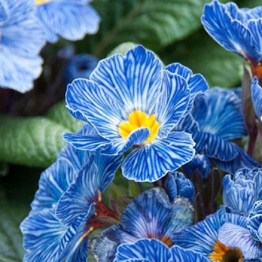274 semillas de flores, flor cebra azul, flor silvestre, plantación de flores, jardín doméstico, jardín exterior, plantación de flores, plantación de flores, jardín doméstico, jardín exterior - 274 - Ver 1