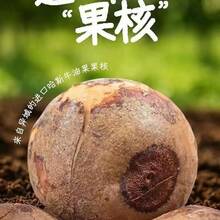 1 chậu ươm hạt bơ sáng tạo (không bao gồm hạt giống), chậu thủy tinh trồng bơ để ươm hạt, chậu trồng cây bơ trong vườn, chậu nuôi trồng thủy sản, dụng cụ ươm mầm hạt bơ, thích hợp cho người yêu thích làm vườn. - thủy canh - Xem 11
