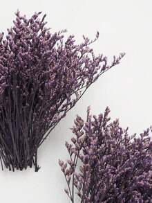 Purple Love Grass