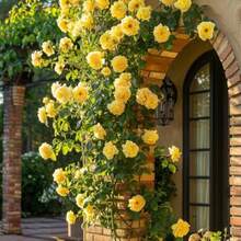 1005+ Mixed Hybrid Rambling Rose Seeds For Planting Outdoors-Rare Climbing Rose Seeds Plant -Roses Bushes Seed For Fence And Archway Repeat Flowering And Fragrant Romantic Gardens Outdoors - Hỗn hợp - Xem 4